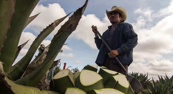 Sectur invita a conocer la Ruta del Mezcal en el Altiplano Potosino