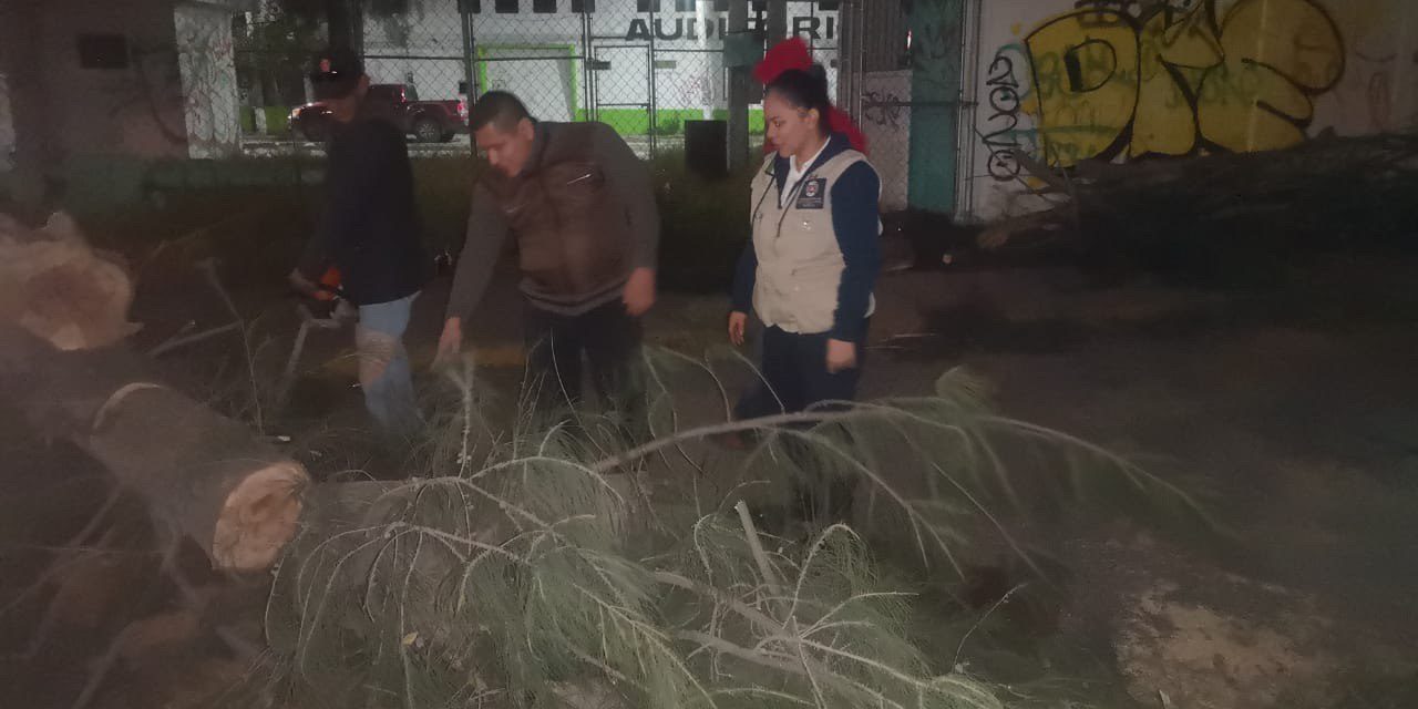 Árboles caídos y afectaciones en red eléctrica, saldo de vientos en Soledad.