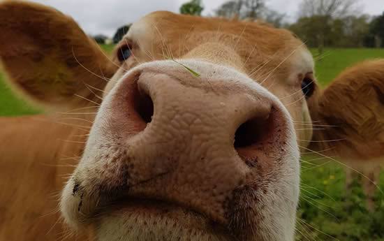 Aseguró y destruyó la Coepris 4 mil kilogramos de carne con clembuterol al cierre del 2019.