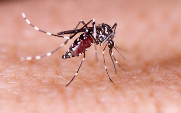 Recomienda IMSS San Luis Potosí medidas para evitar transmisión de dengue, zika y chikungunya
