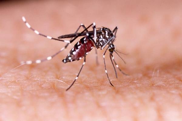 Recomienda IMSS San Luis Potosí medidas para evitar transmisión de dengue, zika y chikungunya