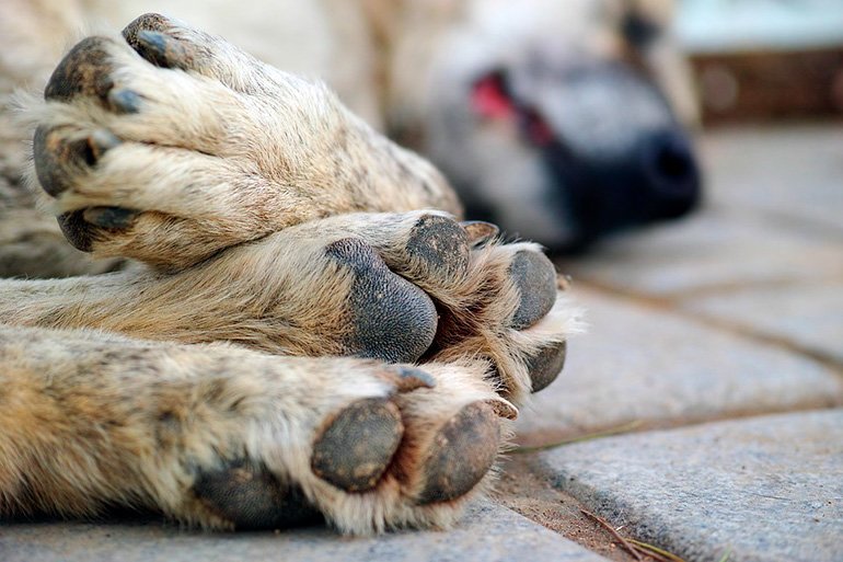 Se regulará el sacrificio humanitario de los animales a través de una reforma a la Ley de Salud.