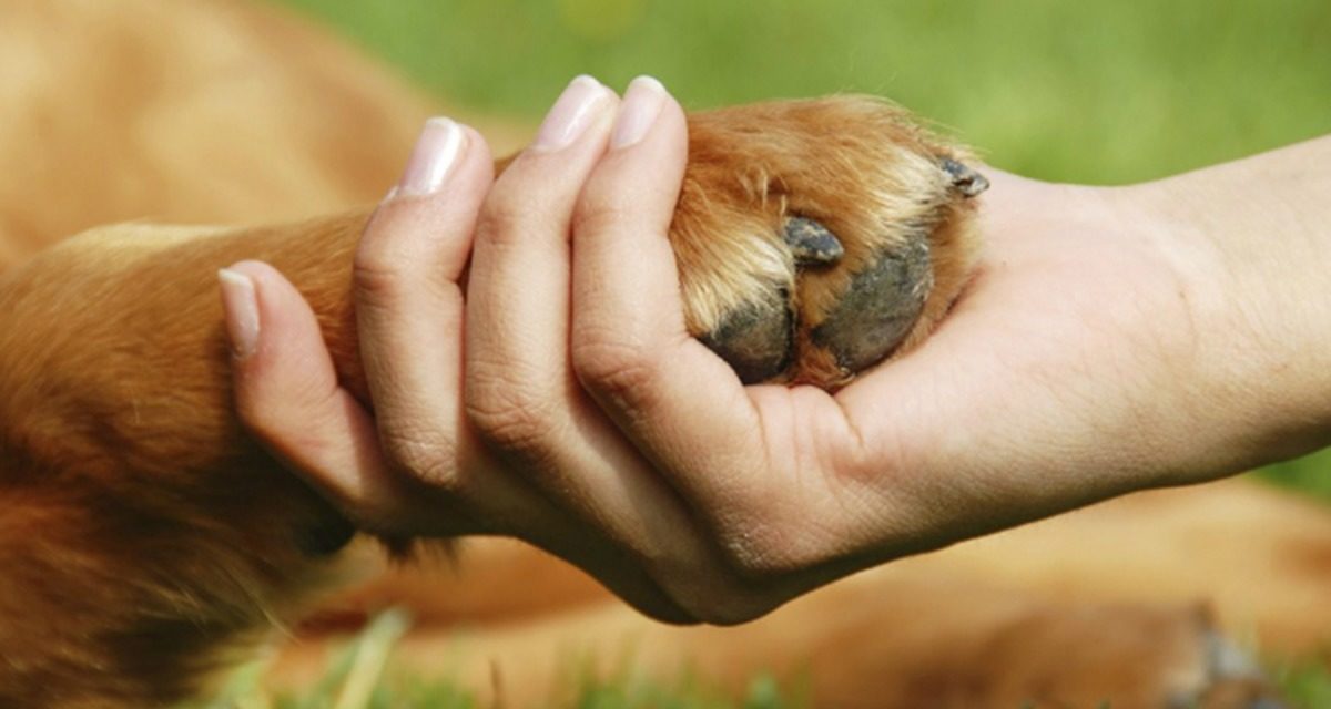 Buscan inhibir el maltrato animal doméstico o “de compañía”.