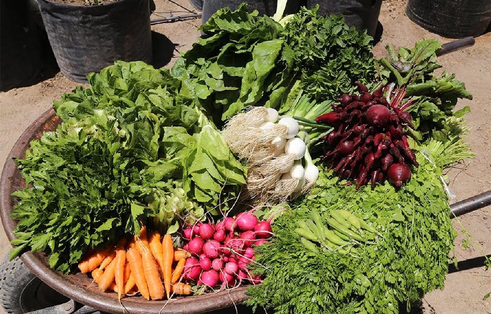 Autoprotección de alimentos, estrategia del DIF estatal para mejorar la alimentación en familia.