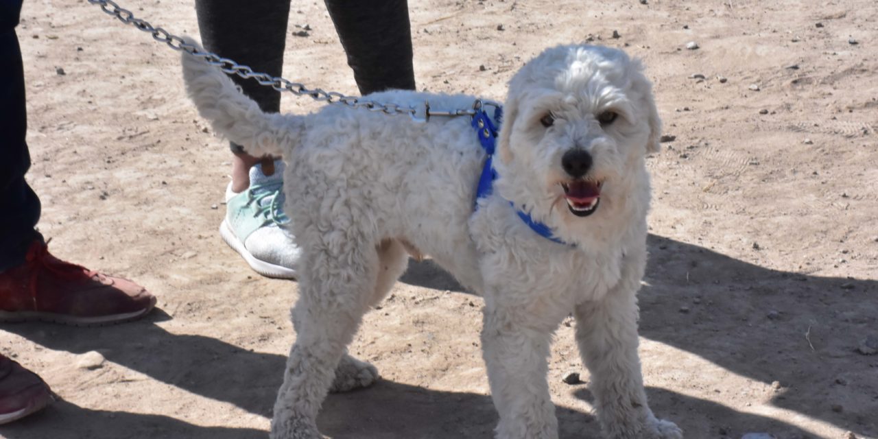 Ambudog en Soledad también establece medidas preventivas y emite recomendaciones.