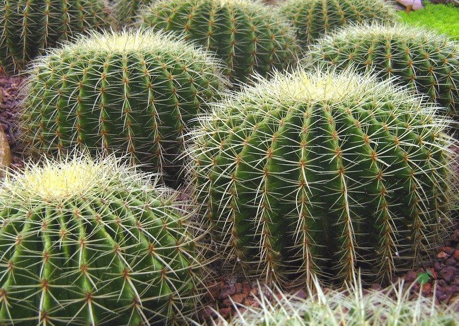 Catedráticas de la UASLP investigan propiedades antioxidantes de cactáceas globosas.