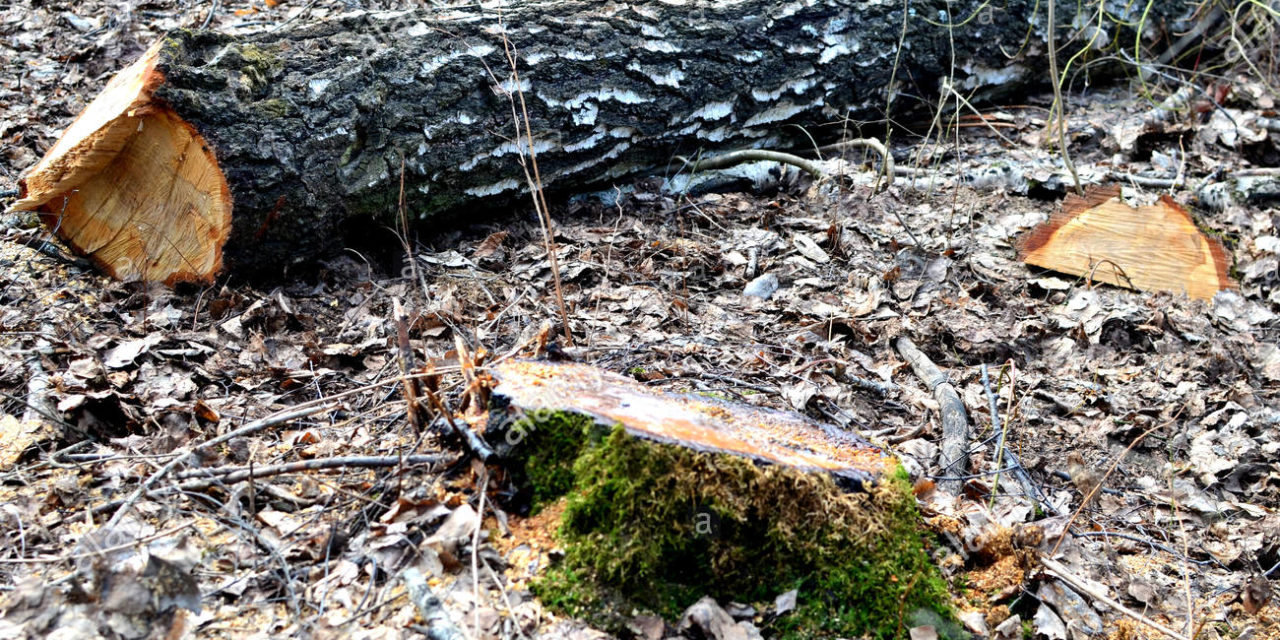 Será una prioridad aprobar la reforma a la constitución política del estado para estatuir los derechos de la naturaleza.