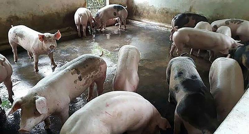 SLP con nivel de alto desempeño en procedimientos de ante emergencia de sanidad animal: SENASICA