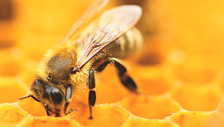 Las abejas cumplen con gran parte del equilibrio natural: Segam.