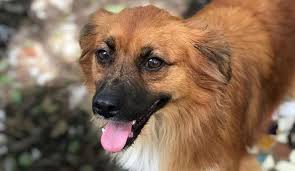 Aprobó el Legislativo, dictámenes que ayudan al fortalecimiento de áreas verdes y protección animal.