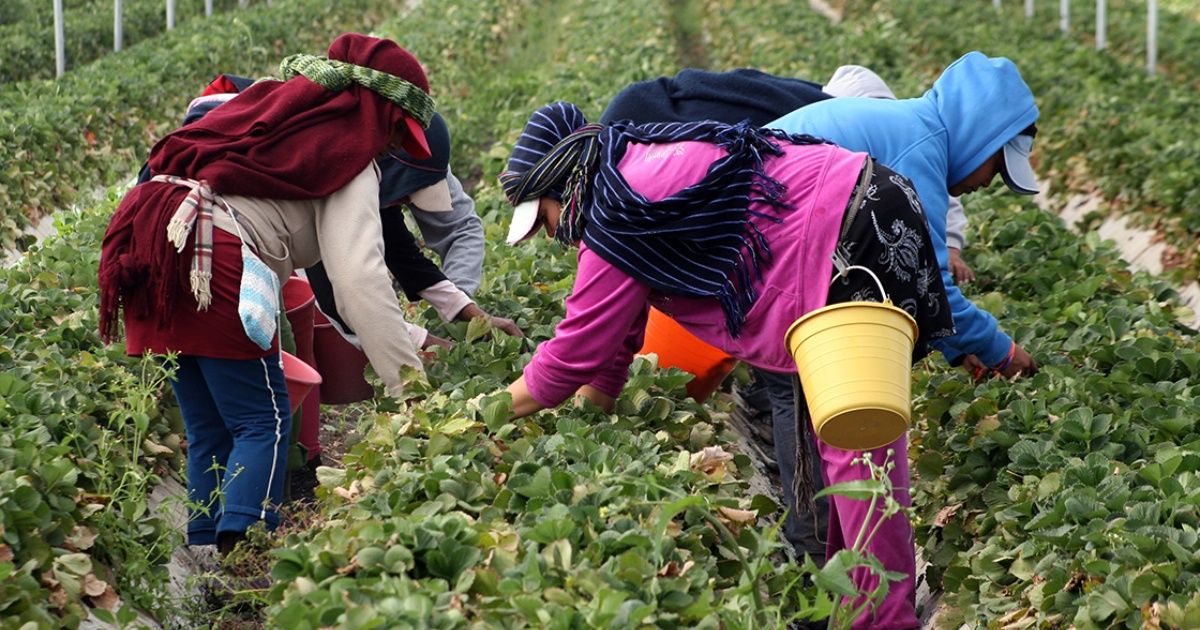 Necesario fortalecer las acciones de prevención entre los jornaleros agrícolas para evitar contagios de covid-19.