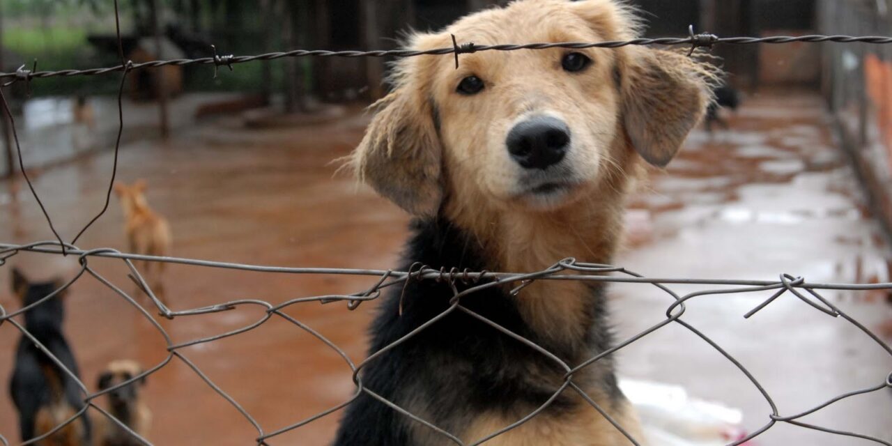 Ayuntamientos podrán brindar apoyos a los albergues para animales.
