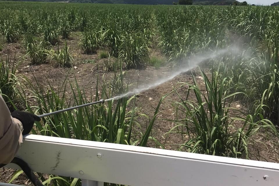 Plagas de chapulín y langosta atacan cultivos en la Zona Huasteca.