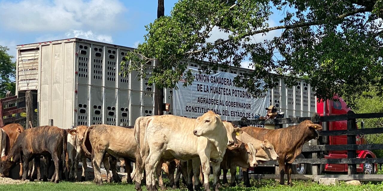 Tras 24 años SLP vuelve a exportar ganado en pie a EU