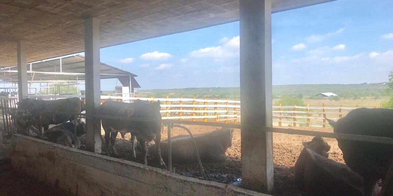 Creció SLP un 74% en producción ganadera