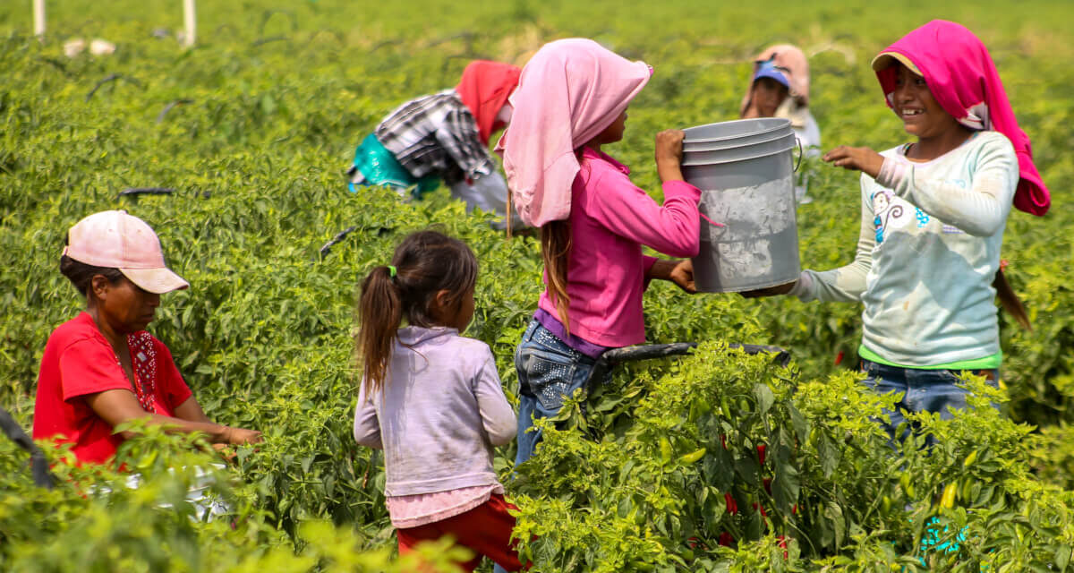 Advierte diputada riesgos ante la falta de protección para niños jornaleros.