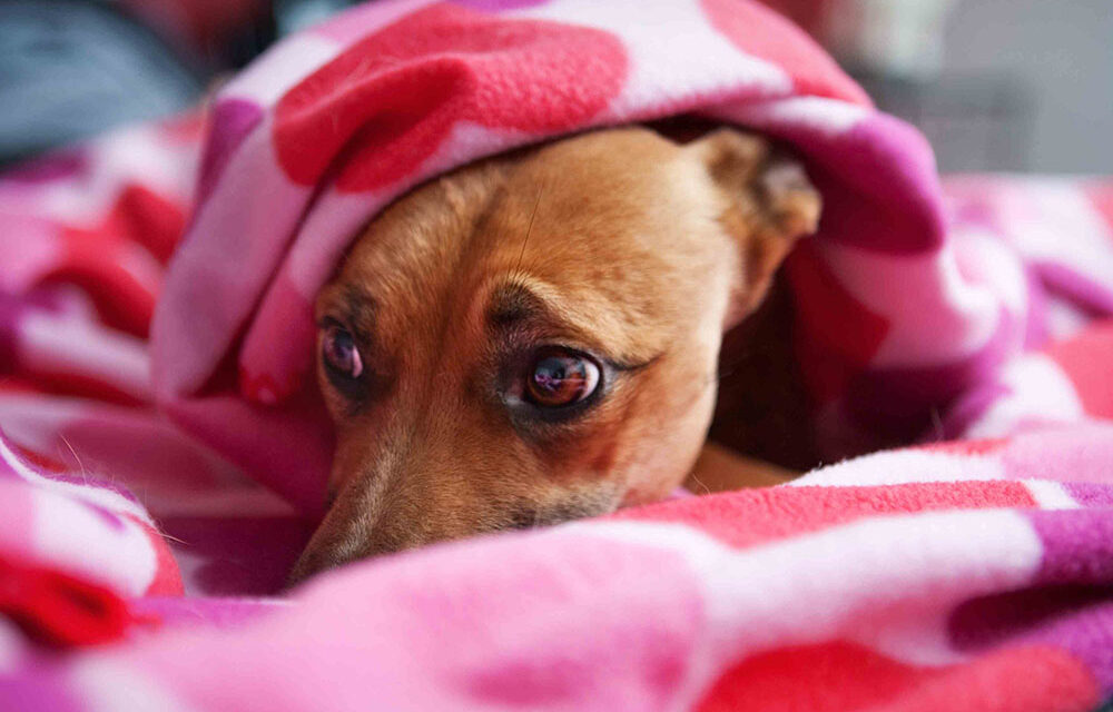 Buscarán prevenir uso de pirotecnia ante riesgos a la salud emocional de animales.