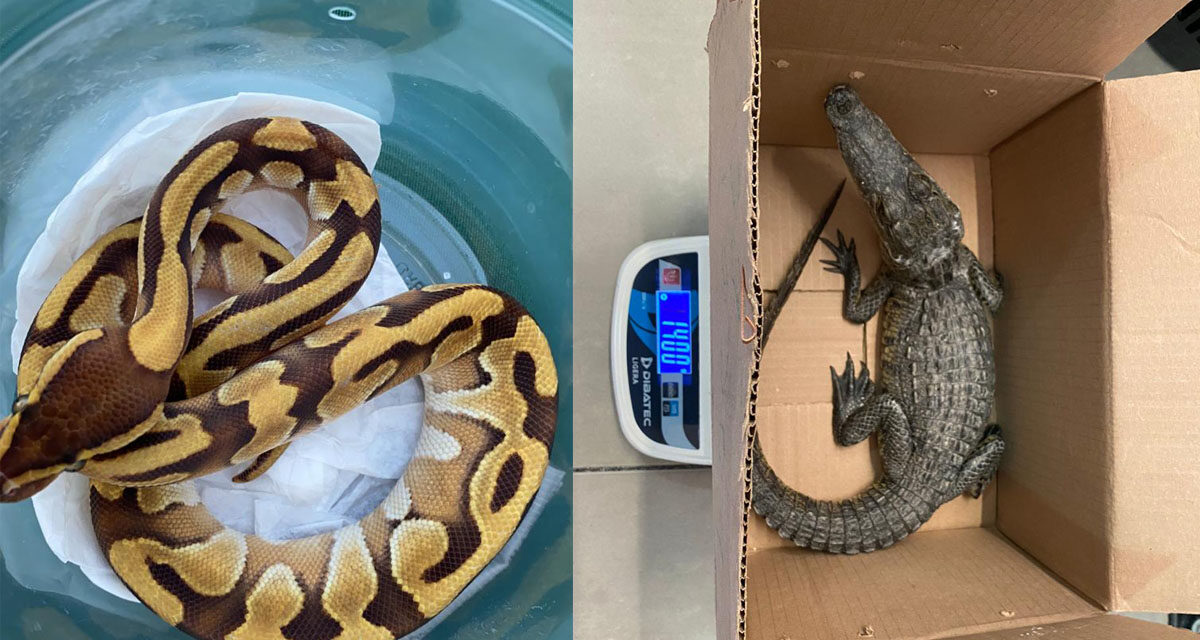 Encuentran en paquetería del aeropuerto de SLP un cocodrilo vivo y una pitón