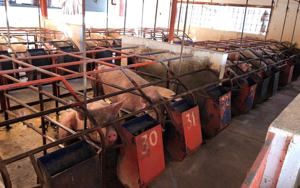 Aumentó el valor de la carne de porcino más de mil mdp en SLP