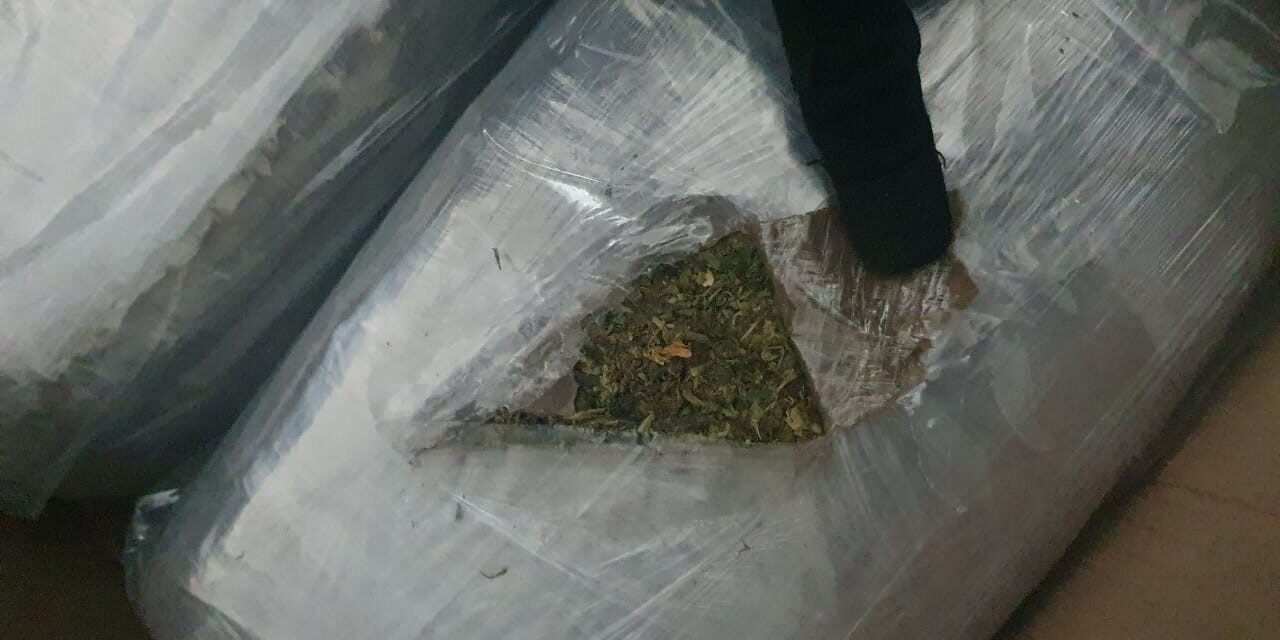 Binomios caninos interceptan paquetes presuntamente con marihuana