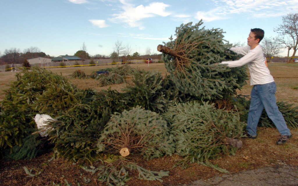 Pide ayuntamiento de la capital que árboles navideños naturales, no sea tirados a la basura.