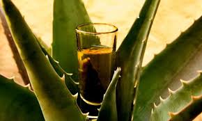 Buscan que se les otorguen incentivos fiscales a los productores potosinos de mezcal
