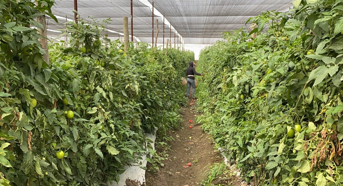 SLP décimo productor agrícola en el país