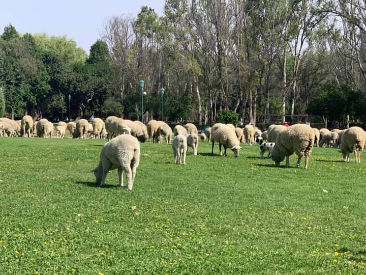 Rehabilitación del parque Tangamanga no afecta ni flora ni fauna: Sedarh