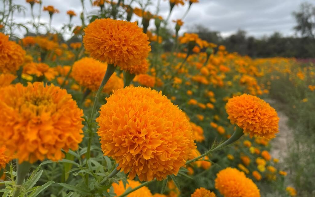 Soledad, gran exportador de flor de cempasúchil