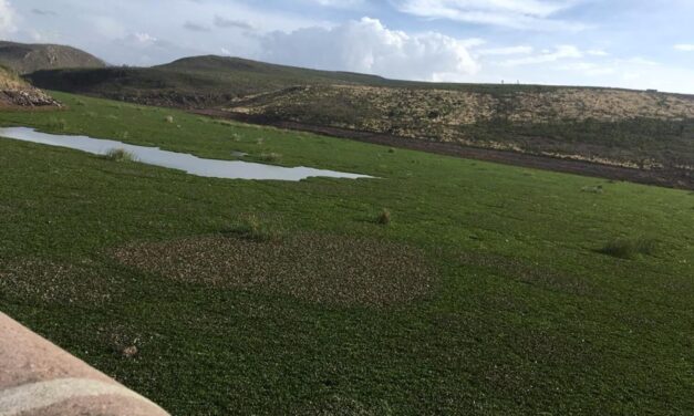 Investigadora del IPICYT realiza propuesta para eliminar el lirio acuático y utilizarlo como descontaminante de agua.