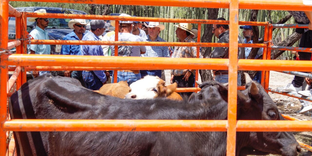 Todo listo para la Expo Agrícola y Ganadera 2023 del Gobierno de la Capital en la Delegación de Bocas