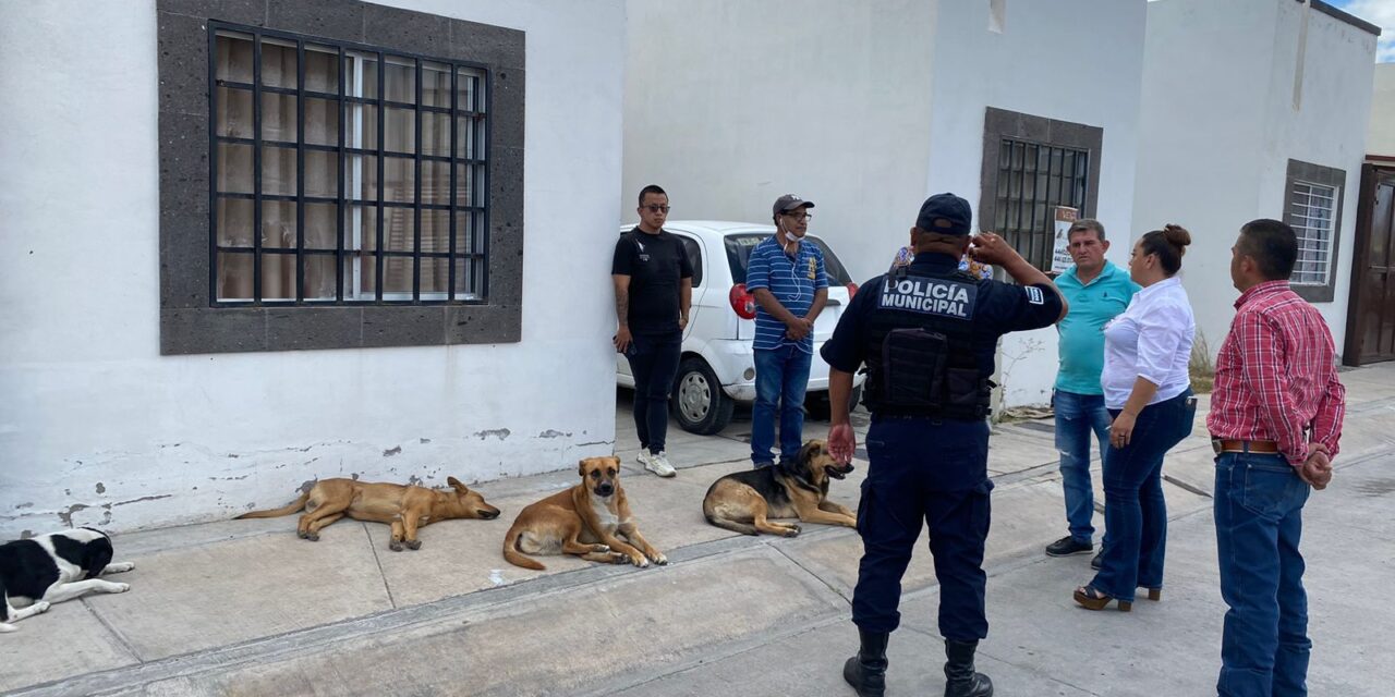 SSPC de la Capital atendió reporte de envenenamiento de perritos comunitarios en fraccionamiento Los Lagos