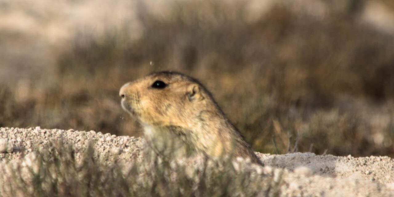 Perrito de la pradera regresa al Altiplano