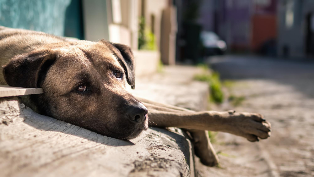 Proponen sanciones a personas difundan a través de videos o fotografías realizando actos de maltrato o crueldad animal