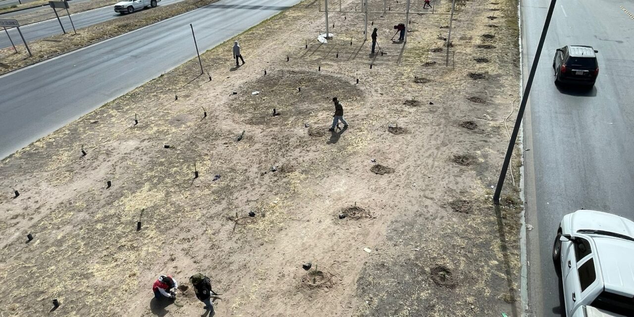 Gobierno de la Capital reforesta las laterales de la carretera 57