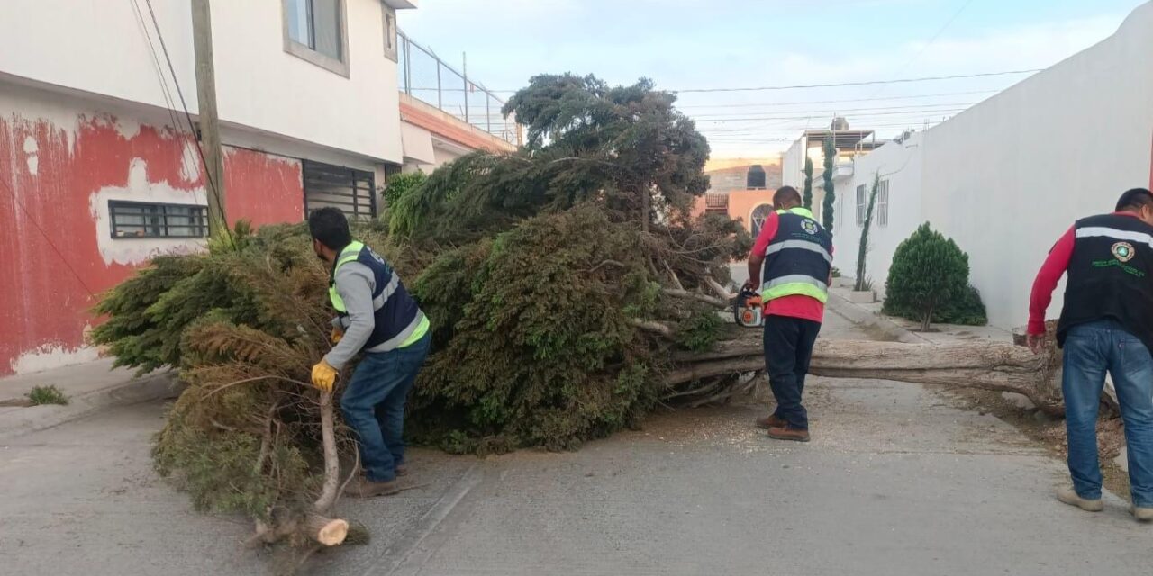 Soledad de GS atiende reportes por fuertes vientos y emprende acciones preventivas