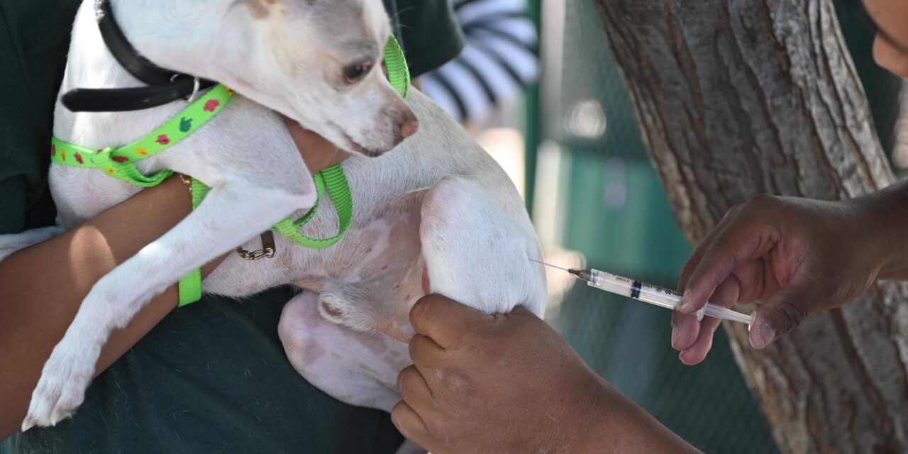 Soledad de GS realiza vacunación antirrábica gratuita para perros y gatos