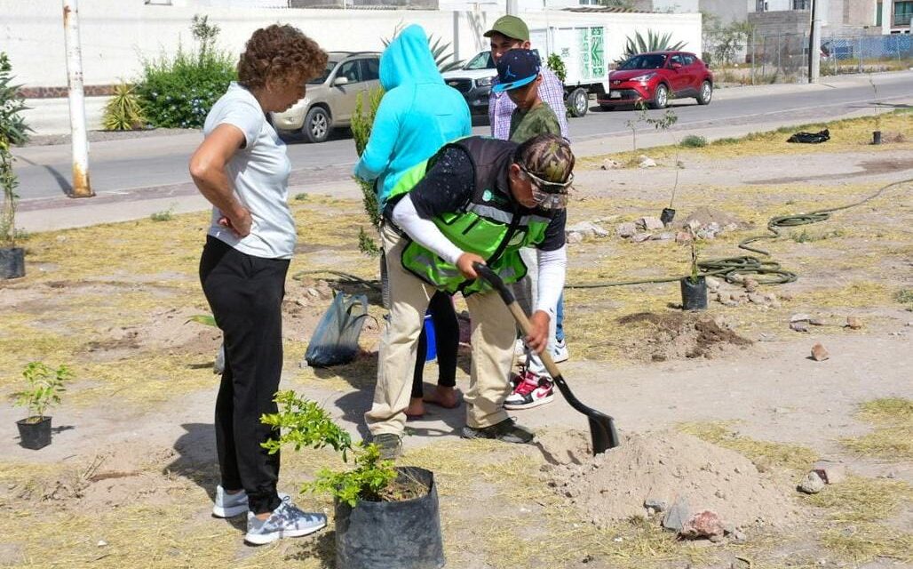 Con resultados, Programa de Reforestación Permanente en Soledad de GS