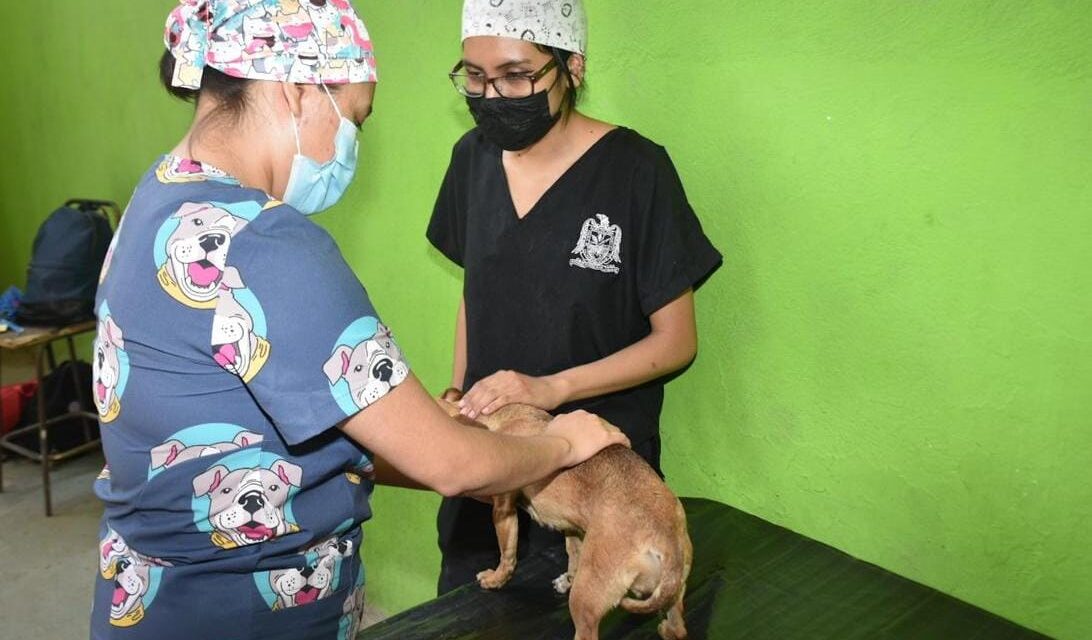 Se retoman jornadas de vacunación antirrábica y esterilización de mascotas en Soledad