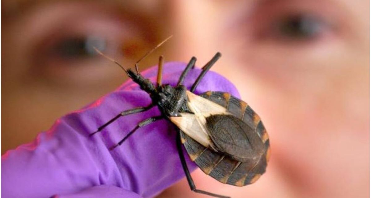 Llama IMSS San Luis Potosí a prevenir enfermedad de Chagas