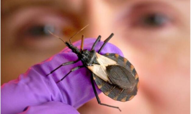 Llama IMSS San Luis Potosí a prevenir enfermedad de Chagas