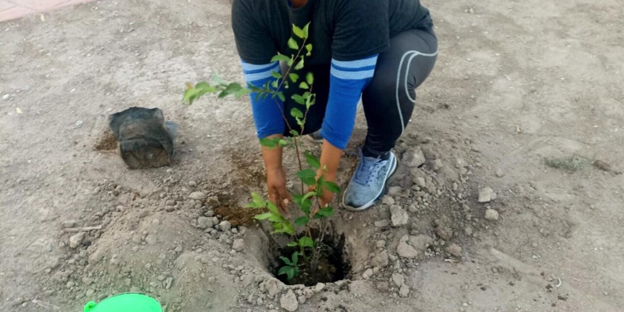 Suman más de 100 nuevos árboles plantados en Soledad de GS en últimas semanas