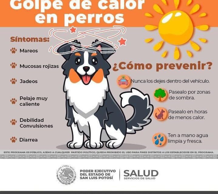 Gobierno municipal difunde recomendaciones para evitar golpe de calor en mascotas