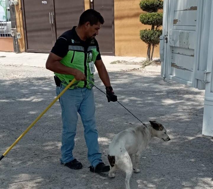 Soledad fomentan adopción responsable y protección de mascotas