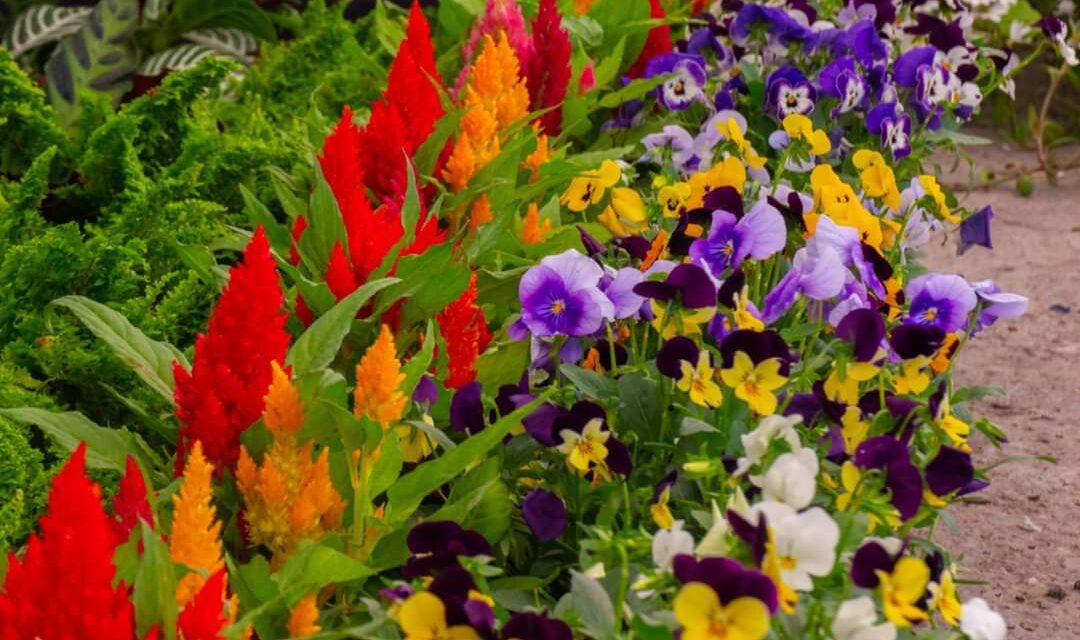 Comienza la asignación de espacios para Festival de las Flores en Soledad
