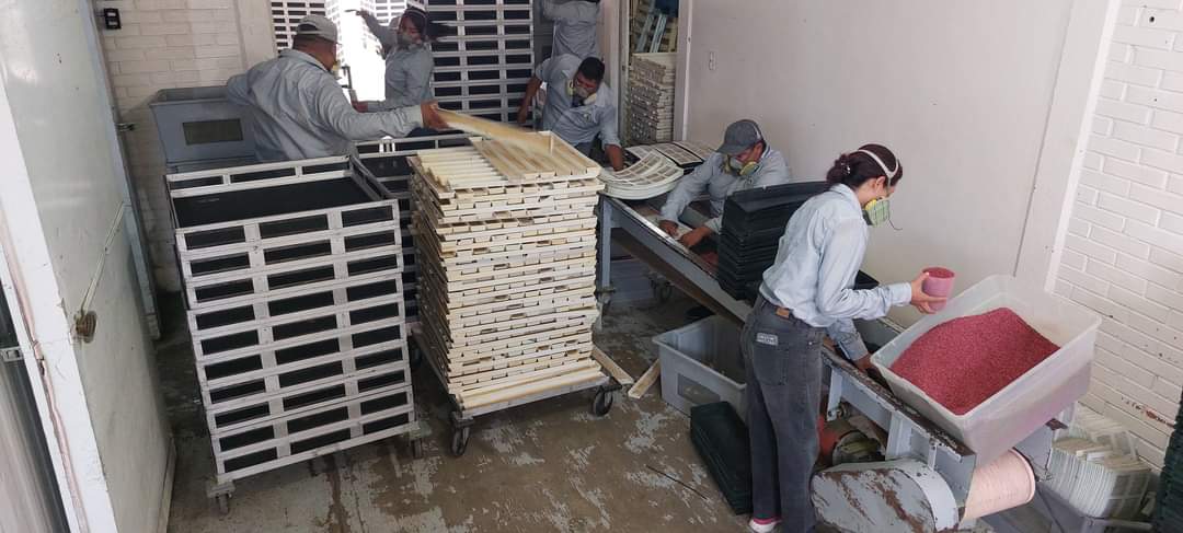 Ejecutivo estatal combate plaga mosca de la fruta