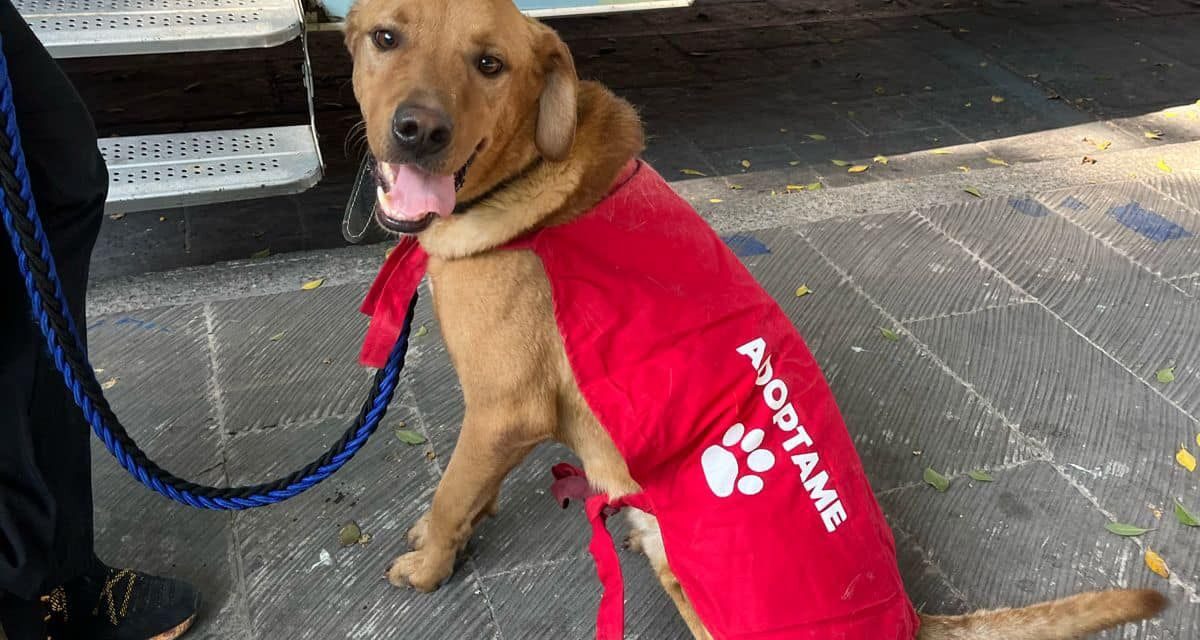 Bienestar Animal Municipal te da recomendaciones para prevenir que tus peludos sufran por inclemente calor