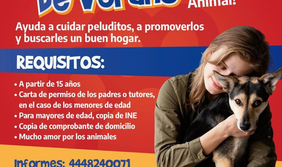 Gobierno de la Capital invita a participar en el voluntariado de verano de Bienestar Animal