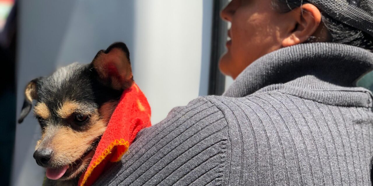 Municipio de Soledad invita a jornada de adopción de mascotas, este domingo