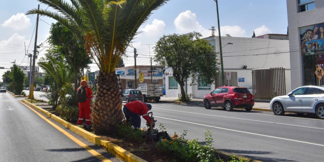 Gobierno de la Capital reforesta con bugambilias la avenida Venustiano Carranza
